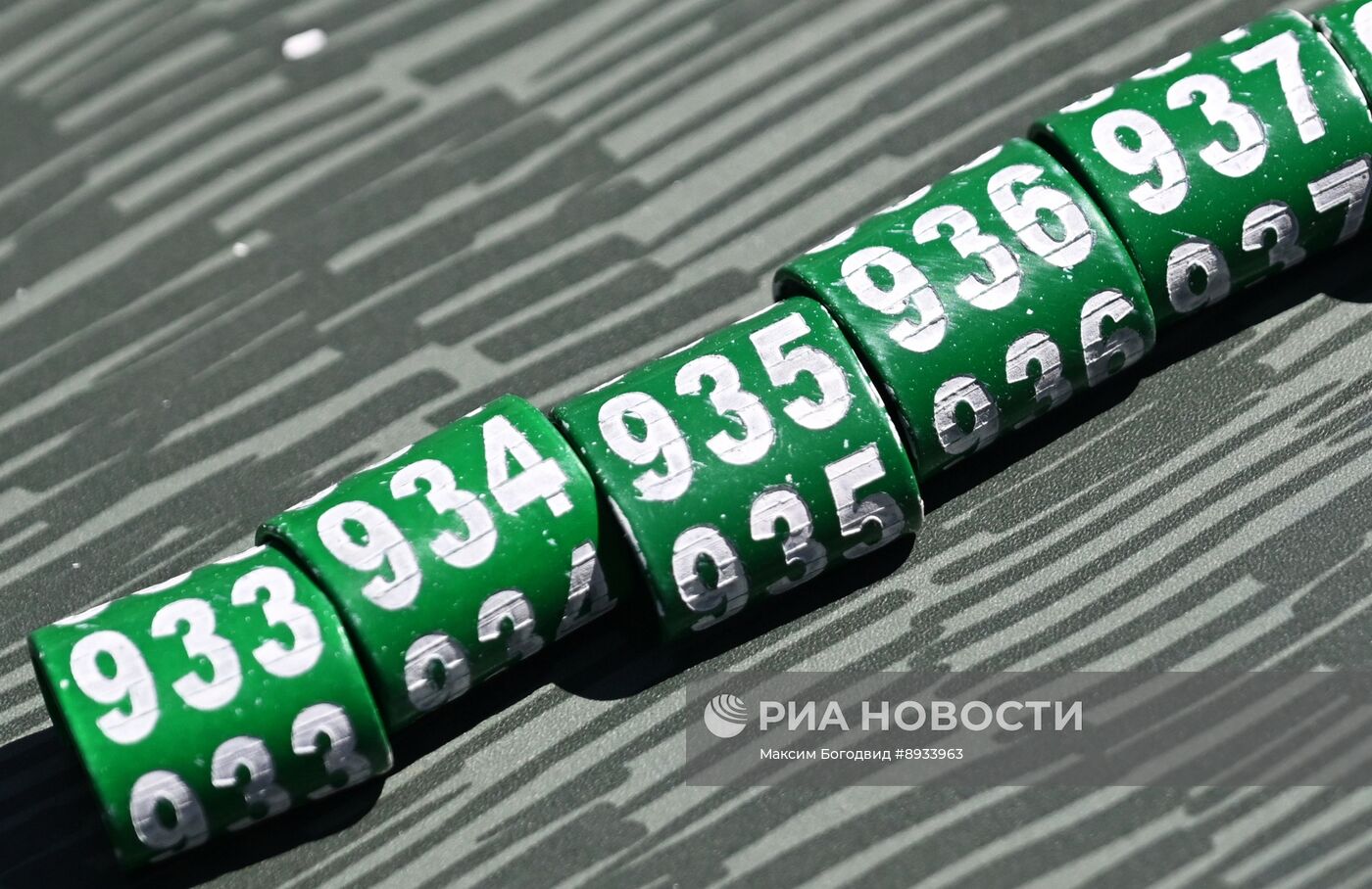 Проект по возрождению популяции сокола-балобана в Татарстане