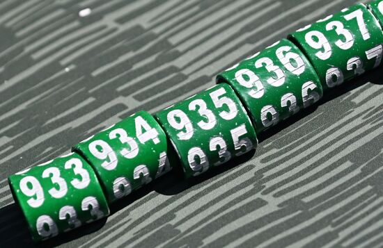 Проект по возрождению популяции сокола-балобана в Татарстане