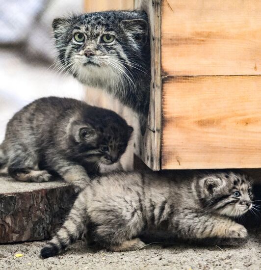 В Новосибирском зоопарке родились манулы