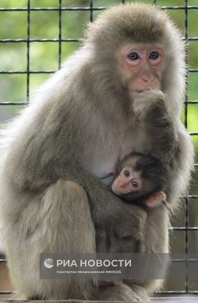 В крымском зоопарке появились новые детеныши