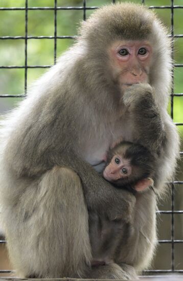В крымском зоопарке появились новые детеныши