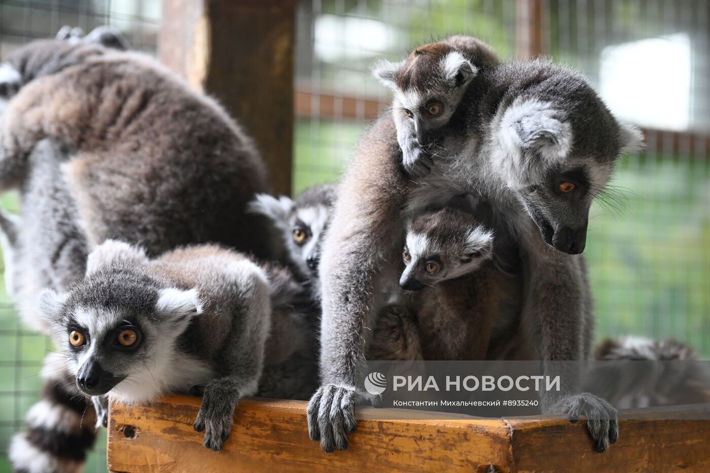 В крымском зоопарке появились новые детеныши
