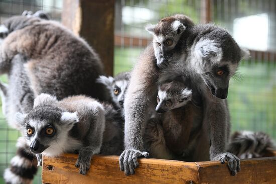 В крымском зоопарке появились новые детеныши