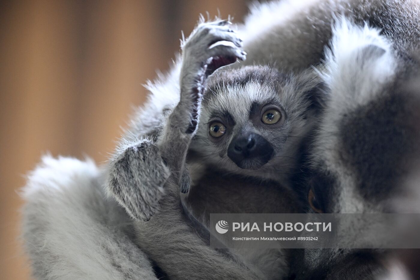 В крымском зоопарке появились новые детеныши