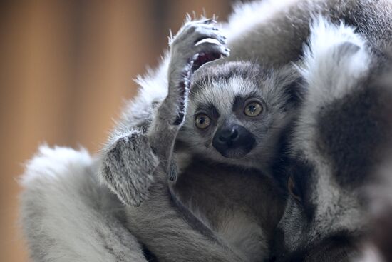 В крымском зоопарке появились новые детеныши