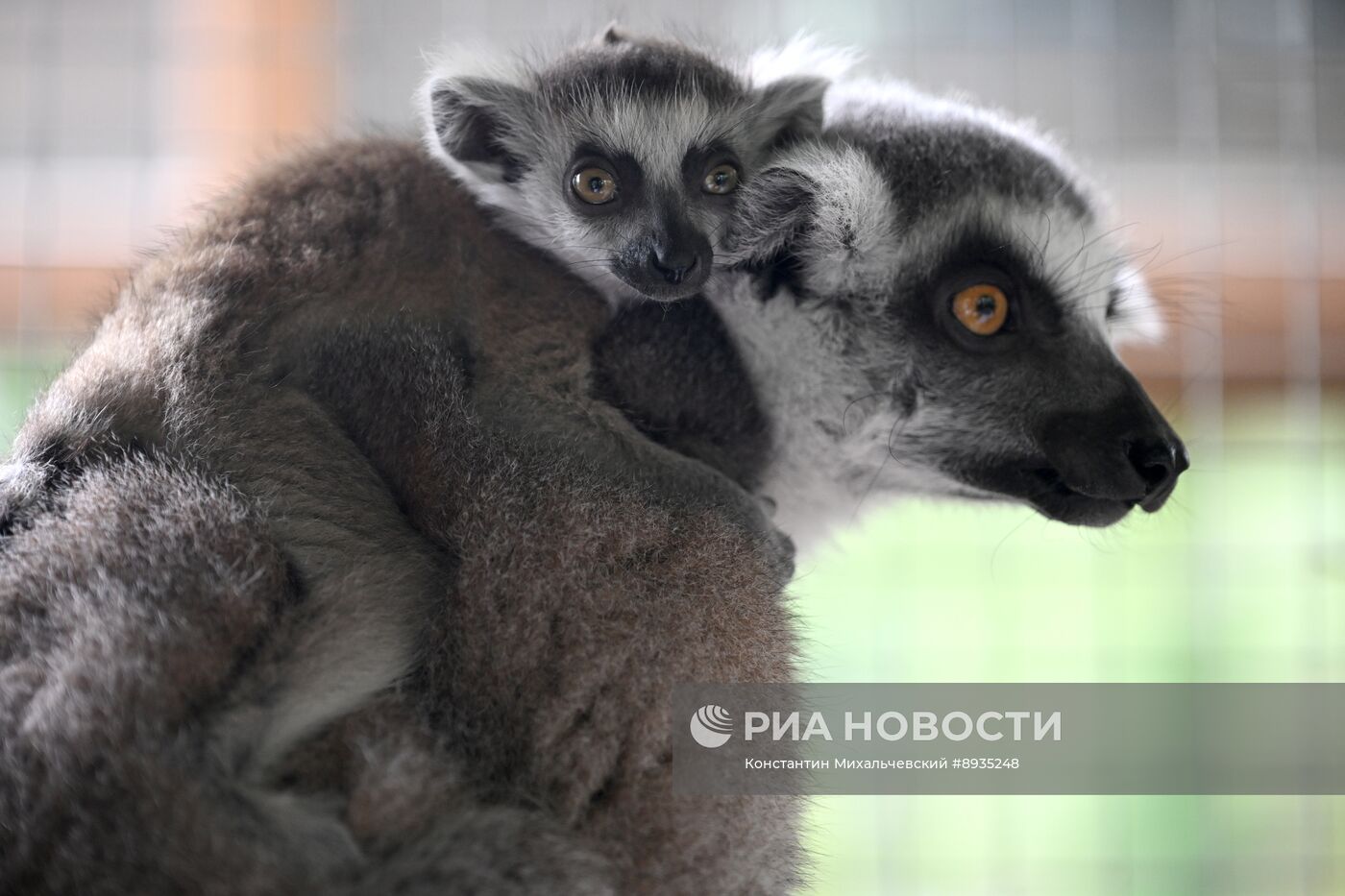В крымском зоопарке появились новые детеныши