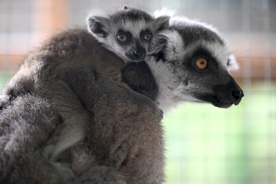 В крымском зоопарке появились новые детеныши
