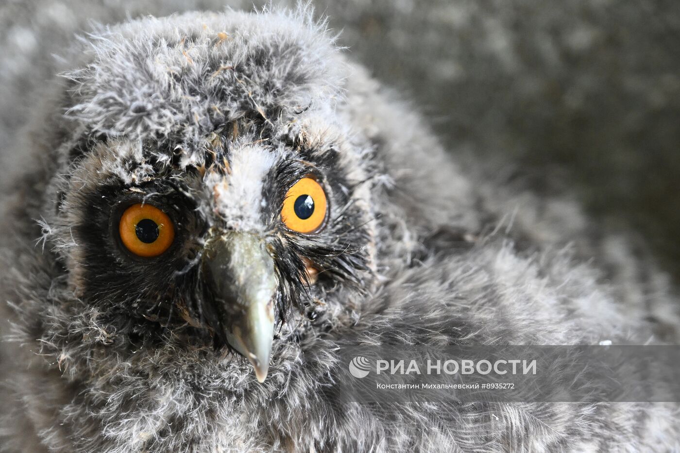 В крымском зоопарке появились новые детеныши