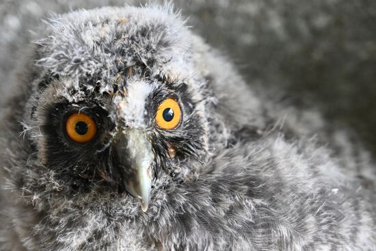 В крымском зоопарке появились новые детеныши