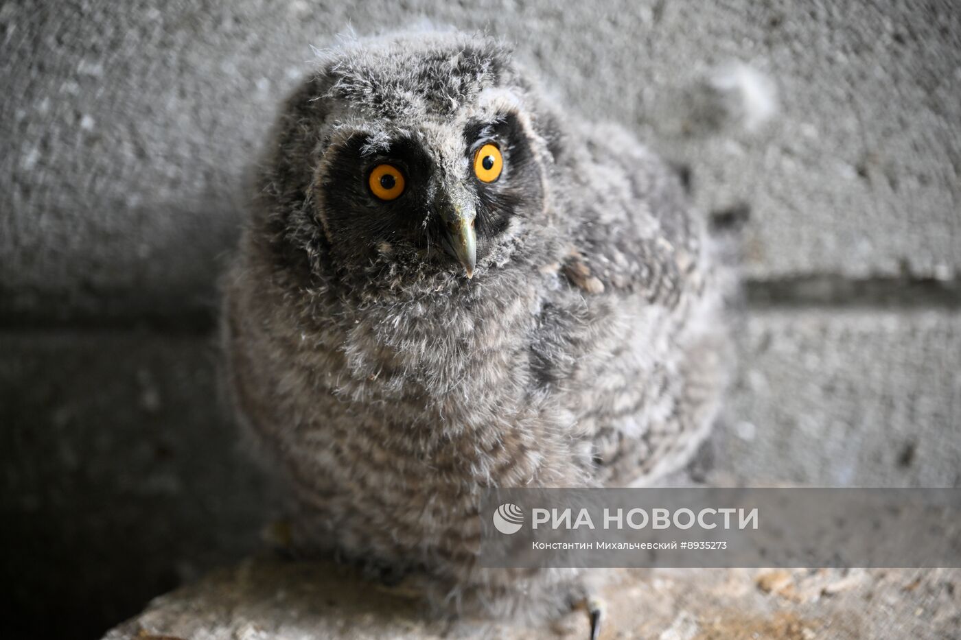 В крымском зоопарке появились новые детеныши