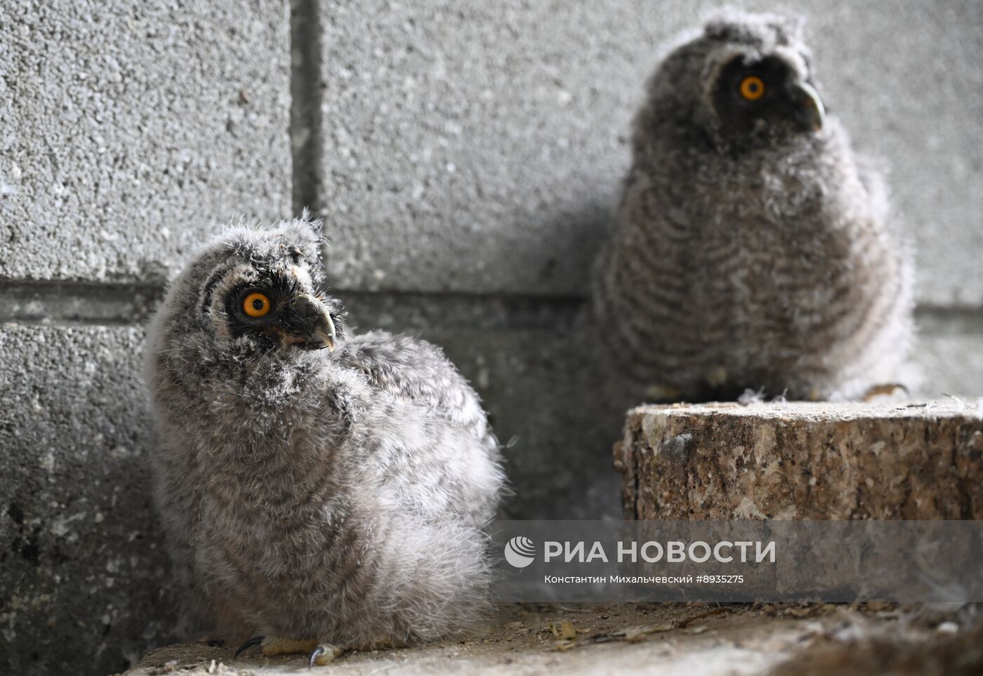 В крымском зоопарке появились новые детеныши
