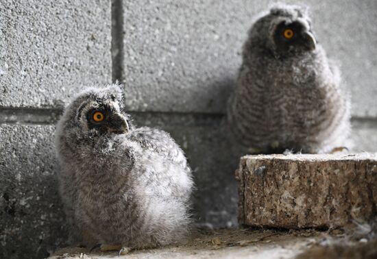 В крымском зоопарке появились новые детеныши