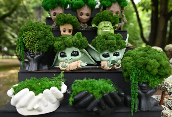 Празднование Дня города в Сочи