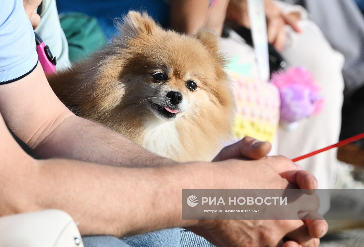 Празднование Дня города в Сочи