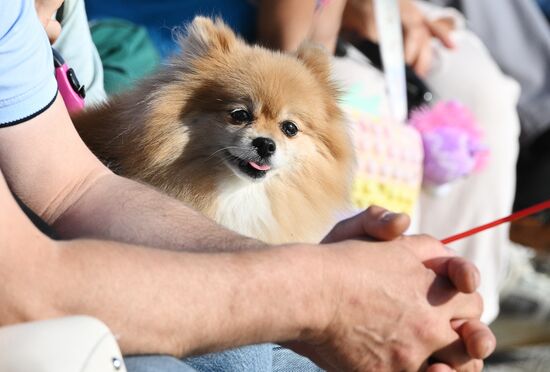 Празднование Дня города в Сочи