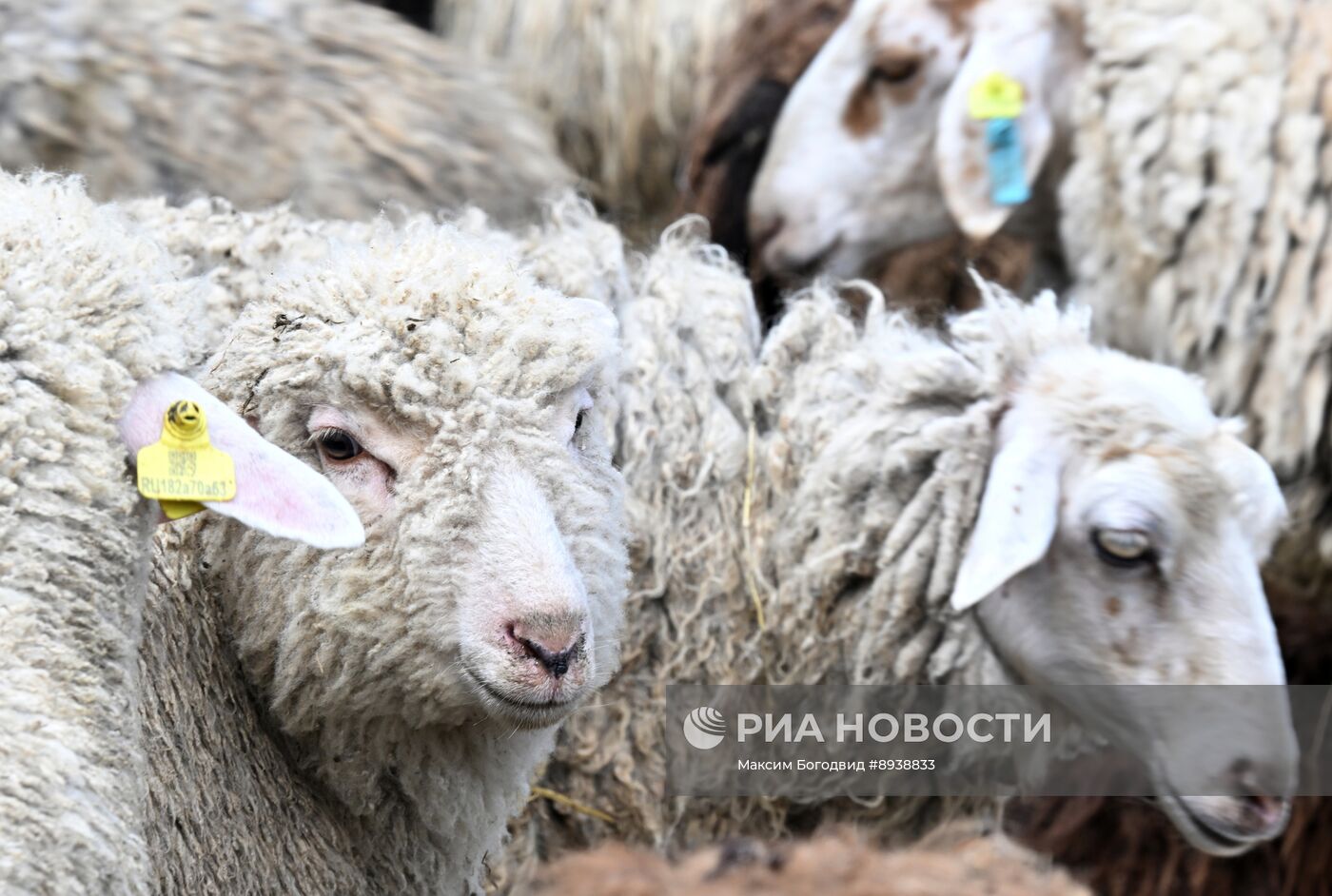 Подготовка к празднованию Курбан-байрама