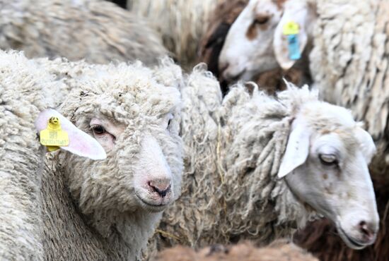 Подготовка к празднованию Курбан-байрама