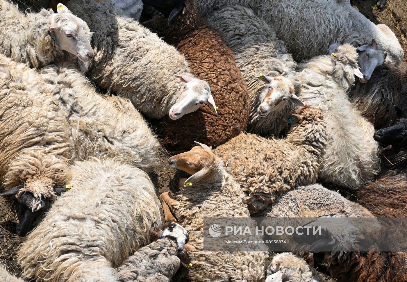 Подготовка к празднованию Курбан-байрама