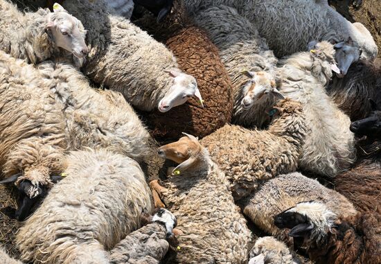 Подготовка к празднованию Курбан-байрама