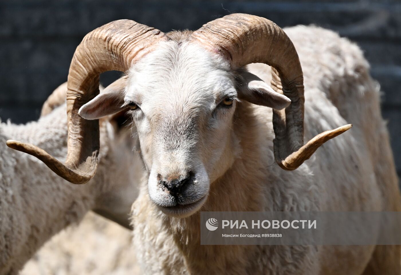 Подготовка к празднованию Курбан-байрама