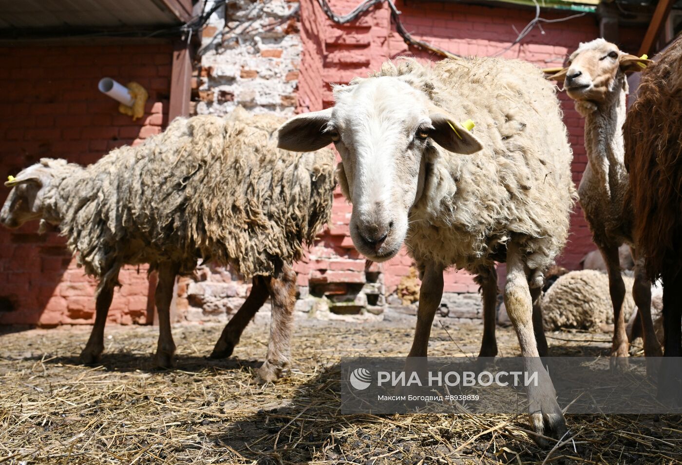 Подготовка к празднованию Курбан-байрама
