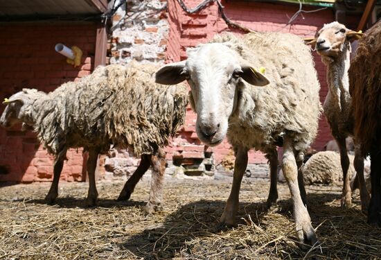 Подготовка к празднованию Курбан-байрама
