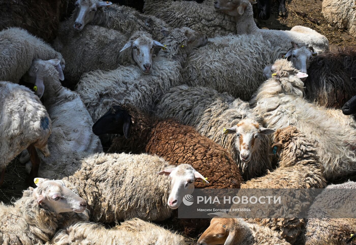 Подготовка к празднованию Курбан-байрама