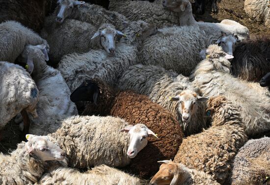 Подготовка к празднованию Курбан-байрама