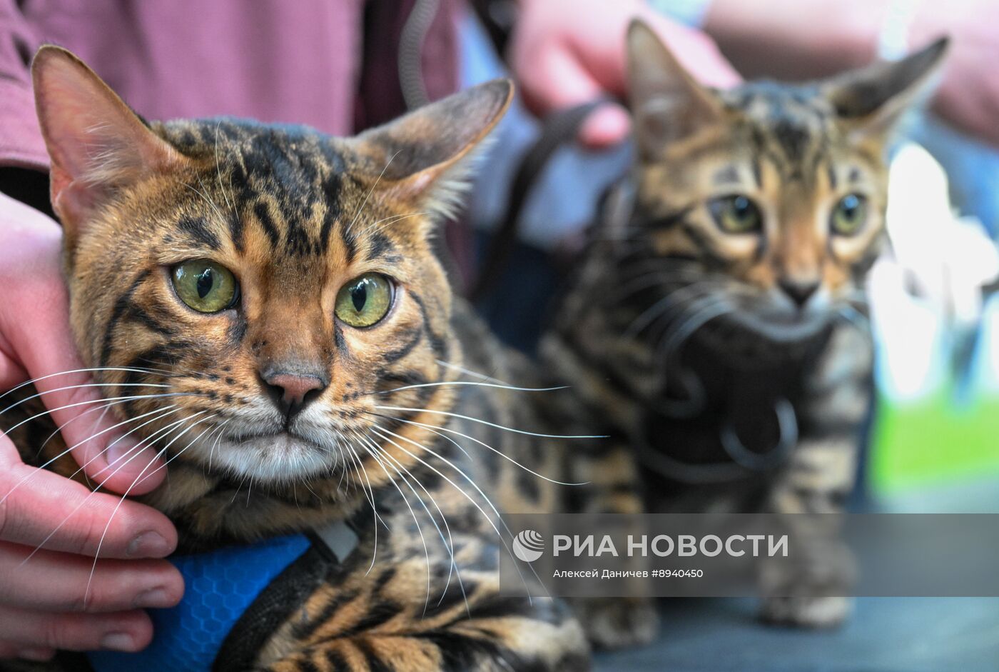 Всемирный день петербургского кота