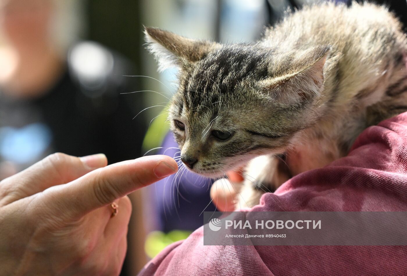 Всемирный день петербургского кота