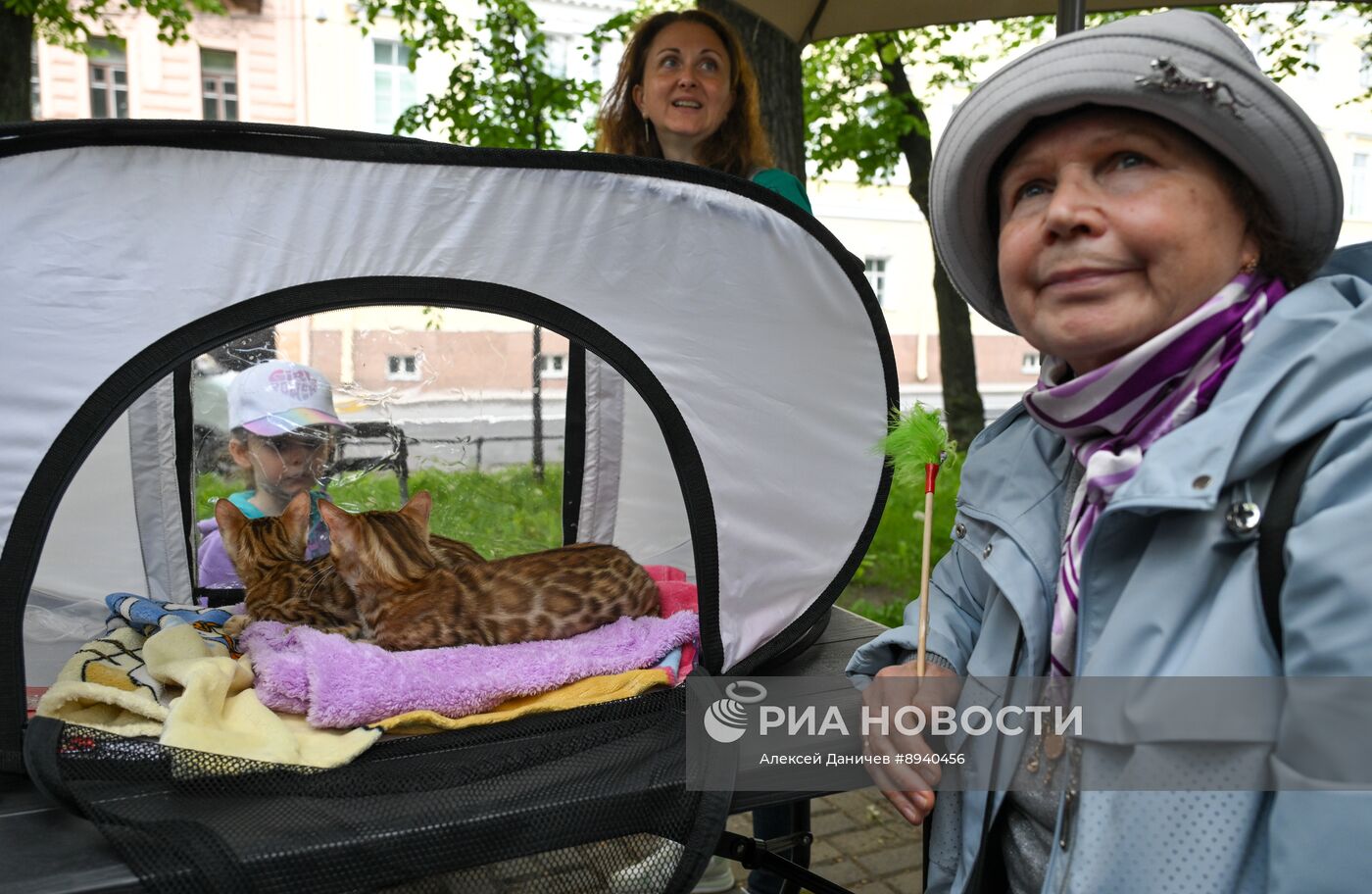 Всемирный день петербургского кота