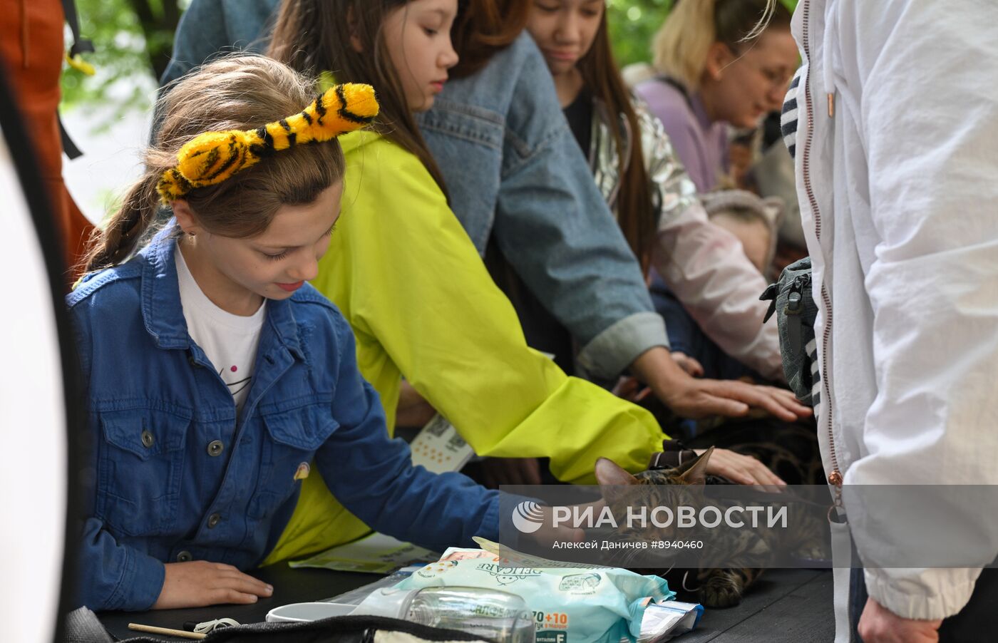 Всемирный день петербургского кота