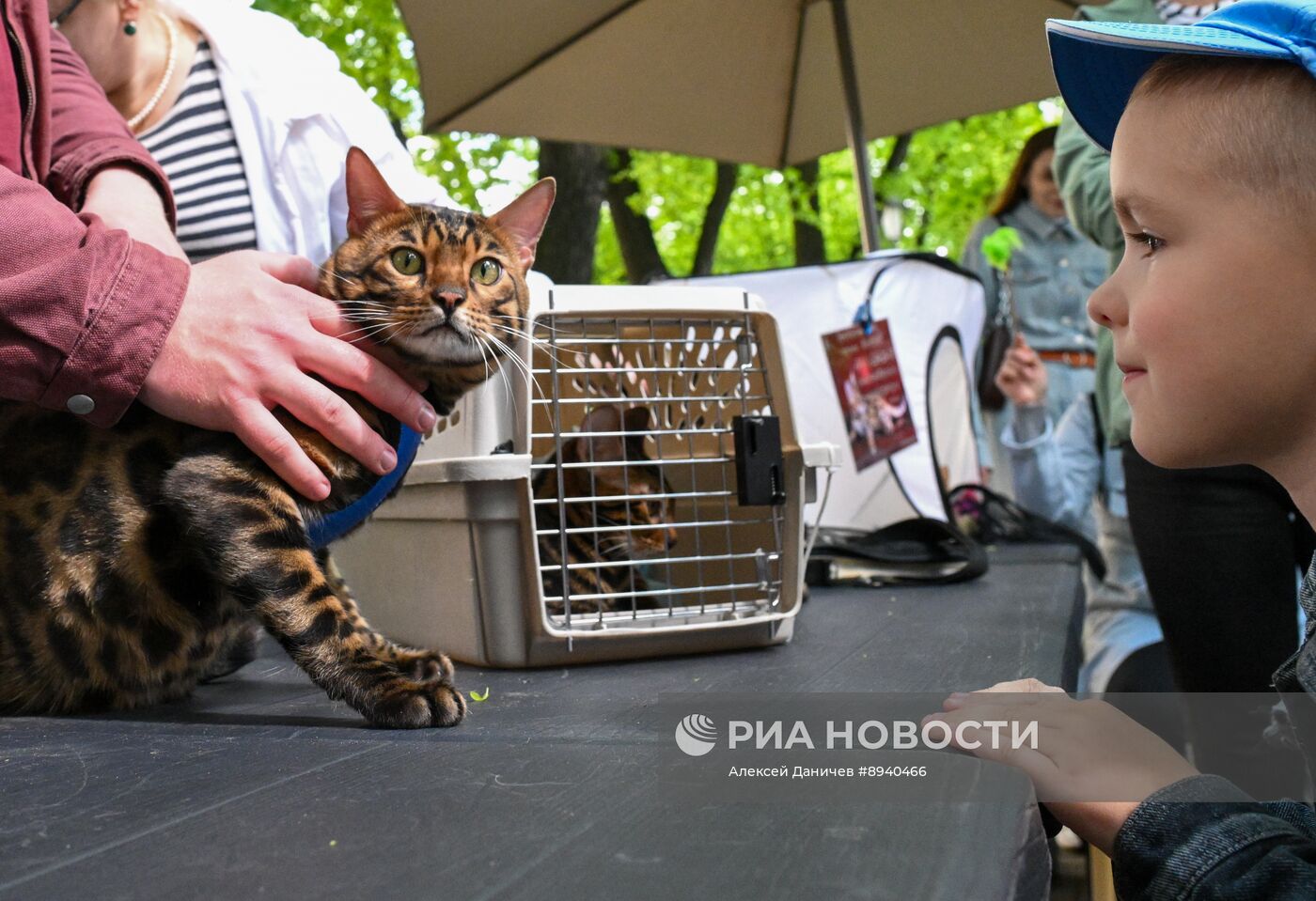 Всемирный день петербургского кота