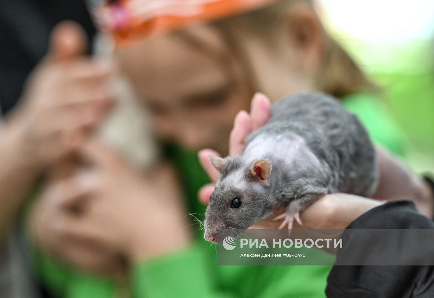 Всемирный день петербургского кота