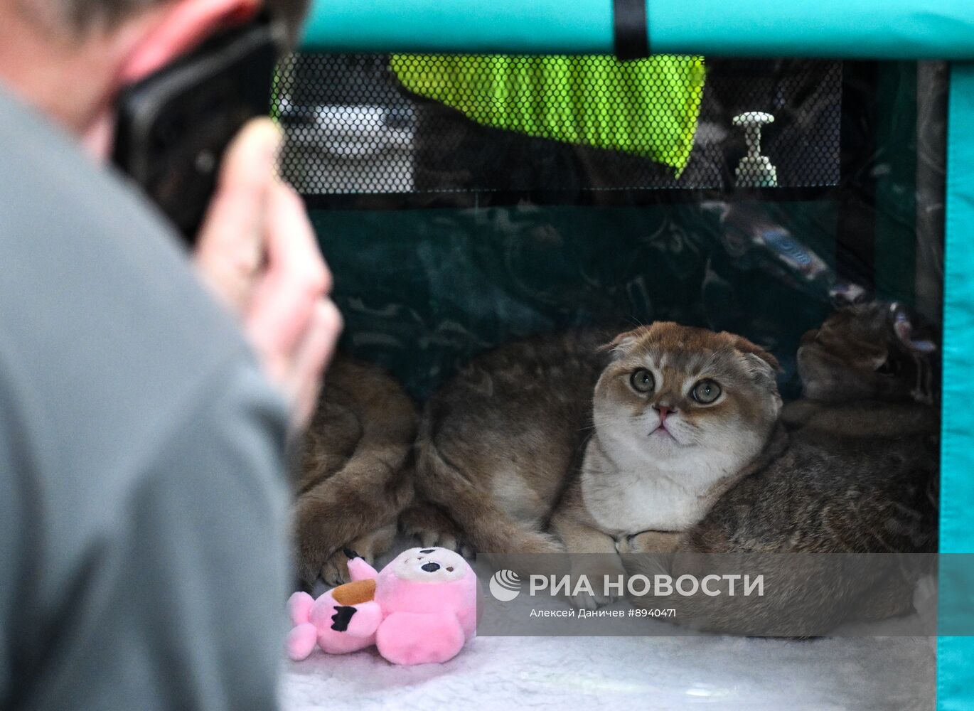 Всемирный день петербургского кота