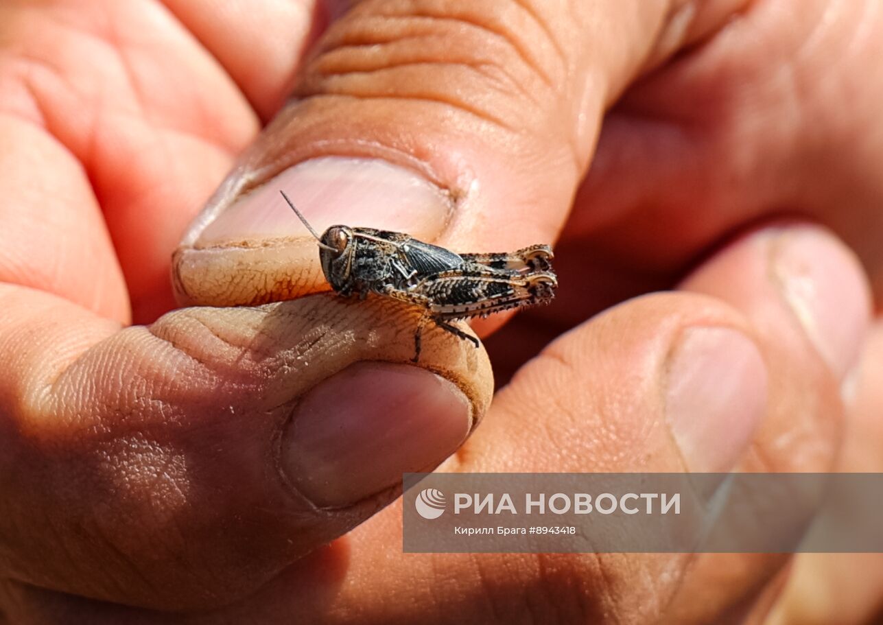 Саранча в Волгоградской области