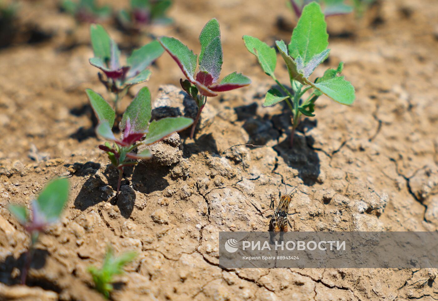 Саранча в Волгоградской области