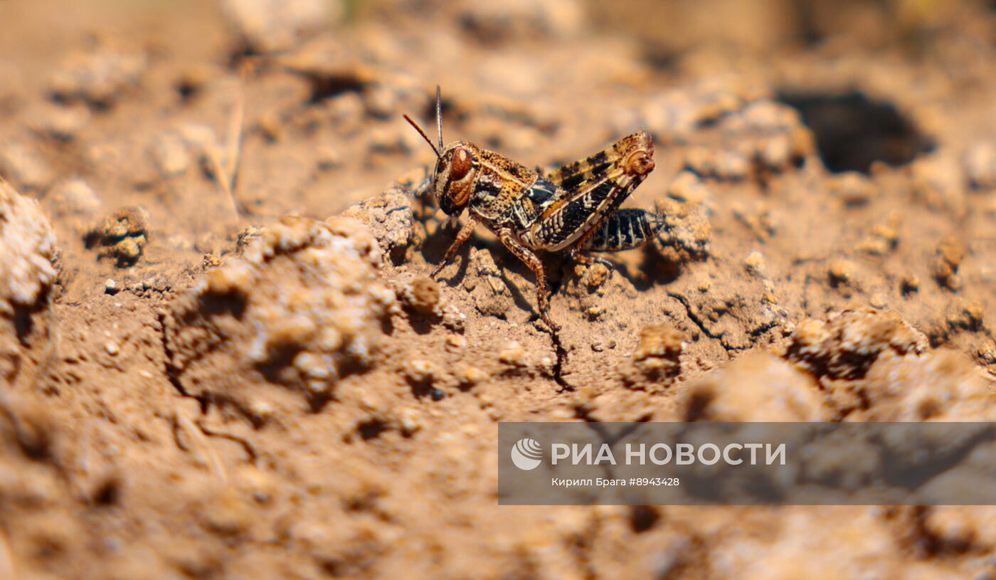 Саранча в Волгоградской области