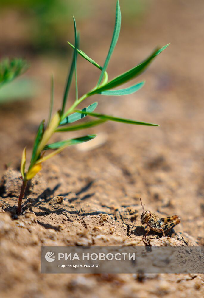 Саранча в Волгоградской области
