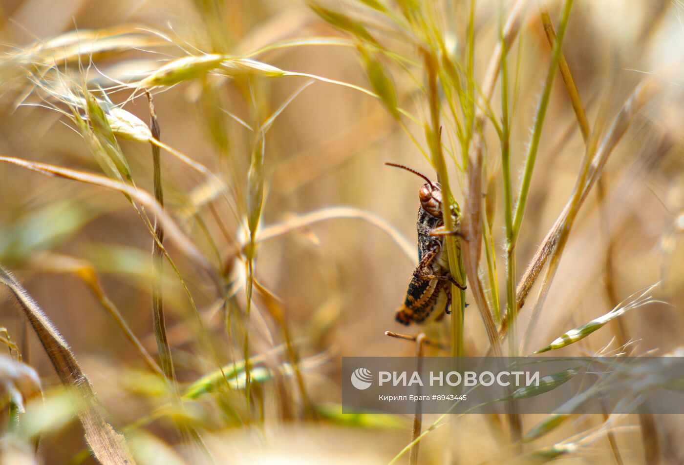 Саранча в Волгоградской области
