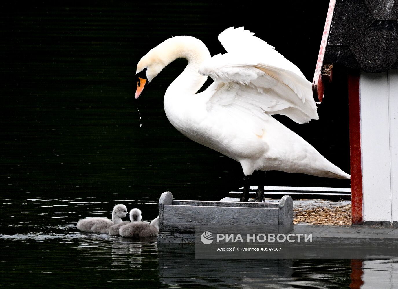 Лебеди в Москве