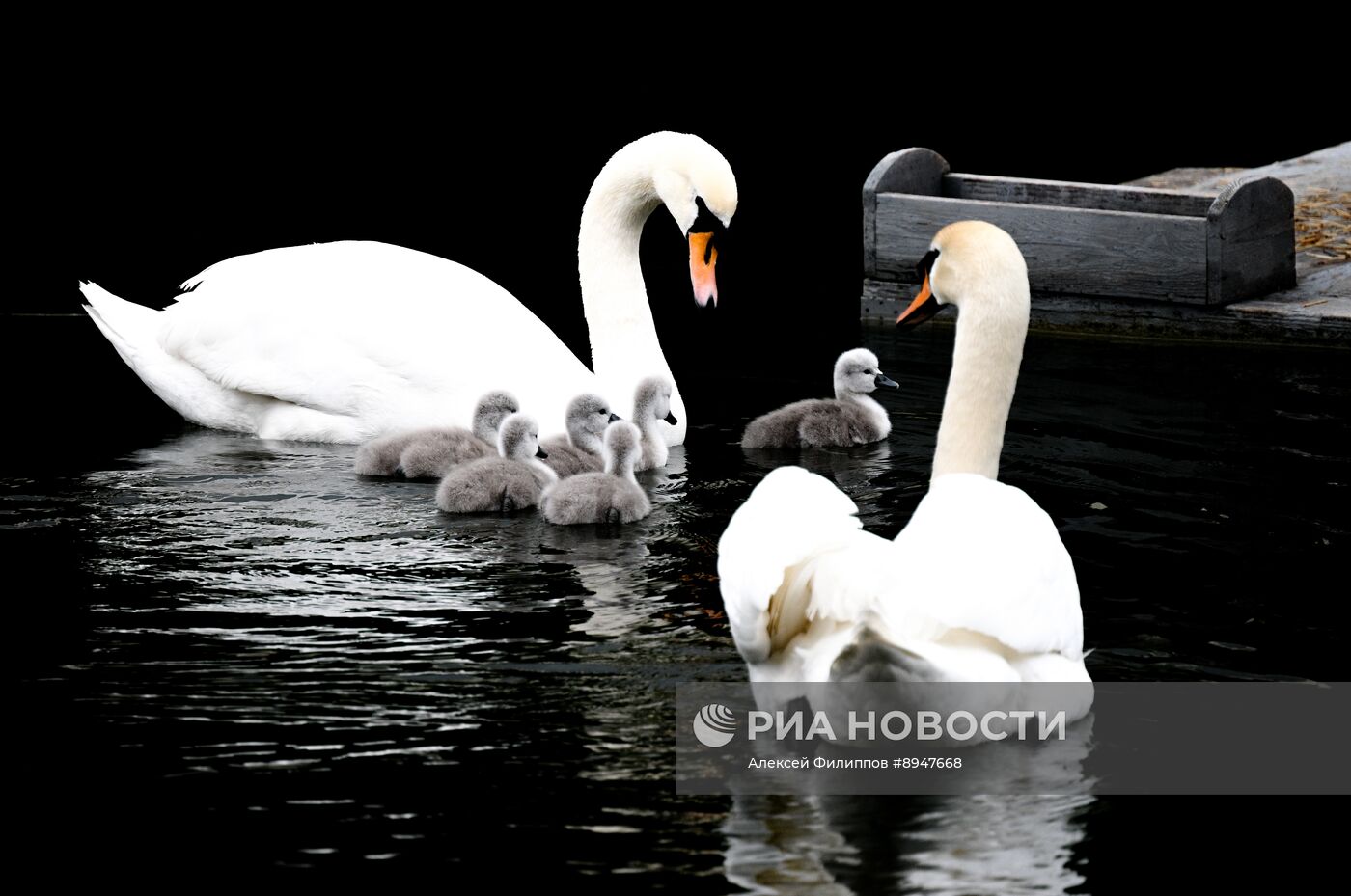 Лебеди в Москве