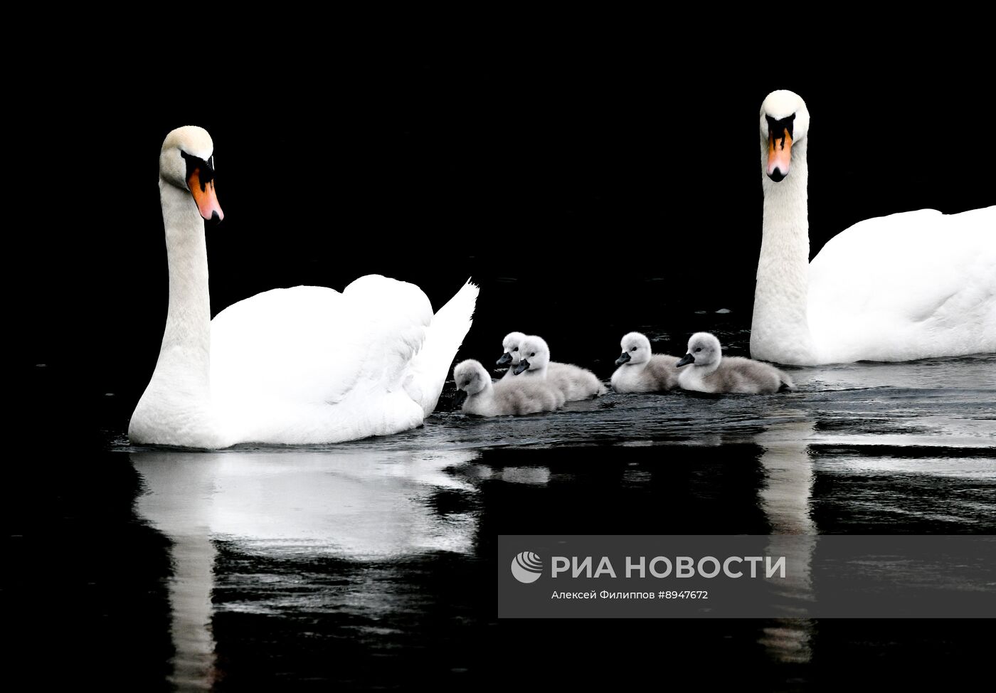 Лебеди в Москве