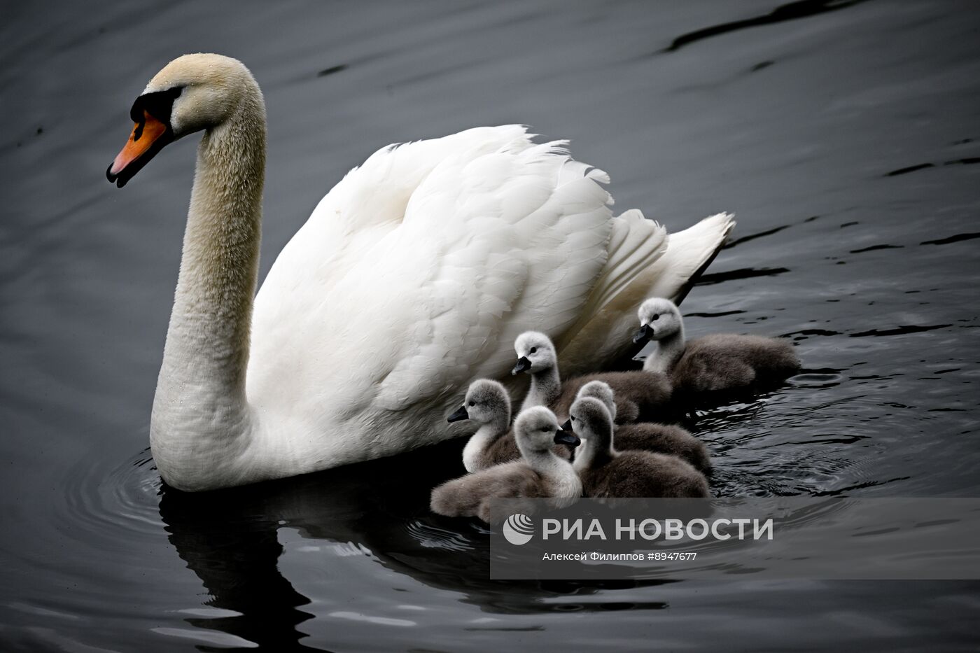 Лебеди в Москве