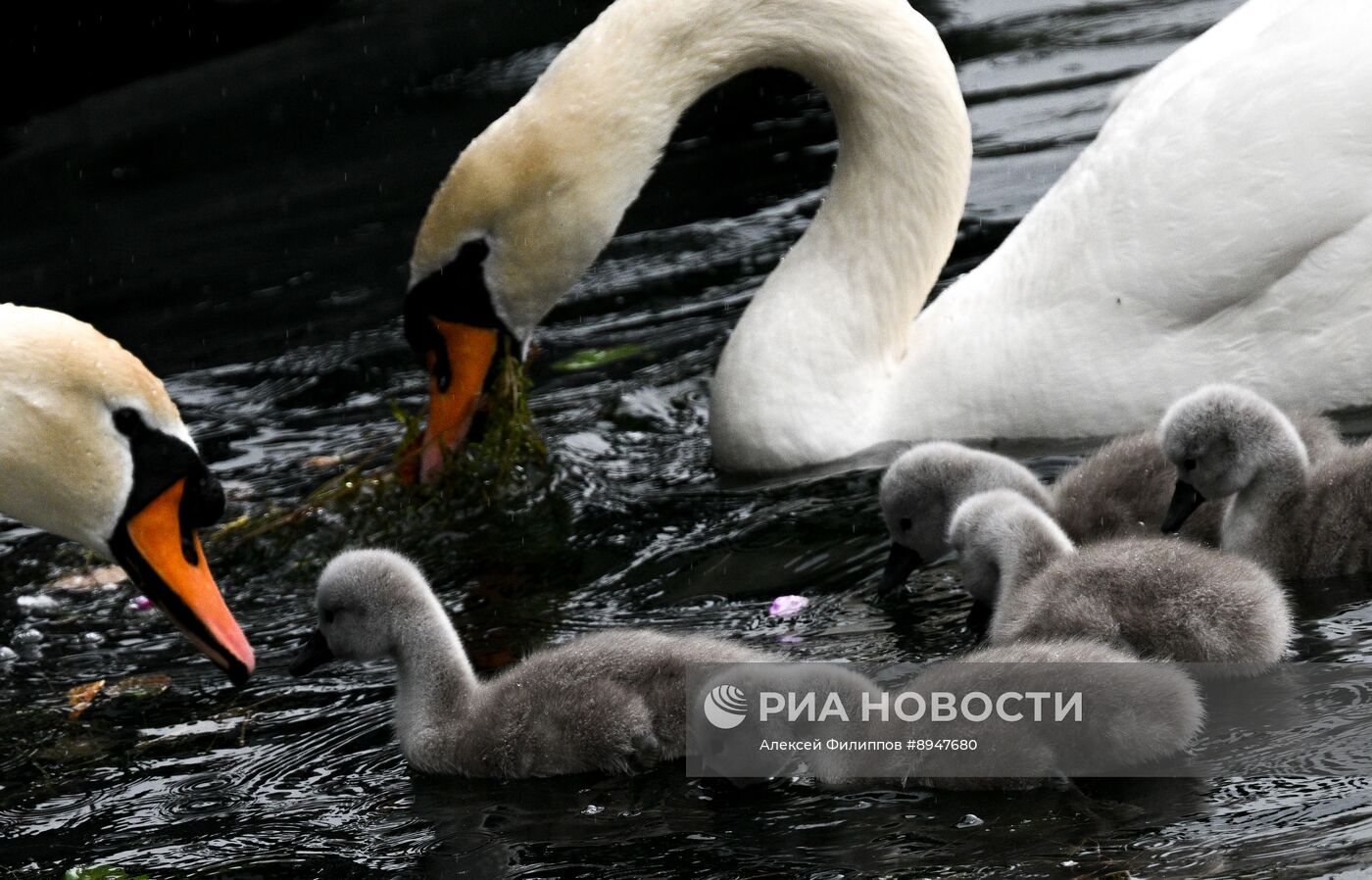 Лебеди в Москве