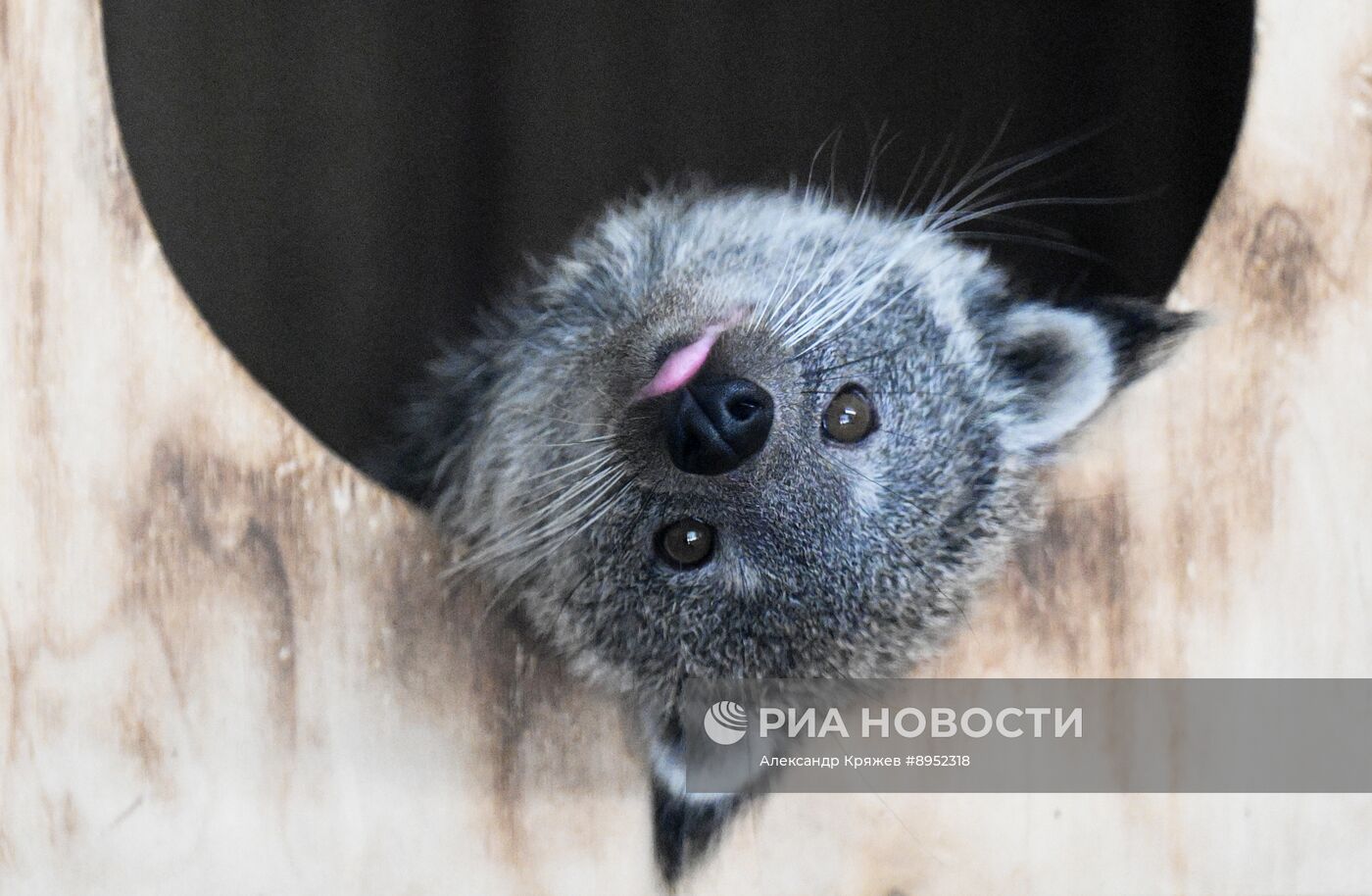 В Новосибирском зоопарке родились бинтуронги