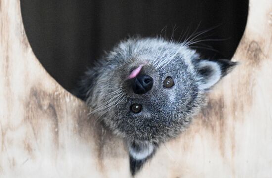 В Новосибирском зоопарке родились бинтуронги