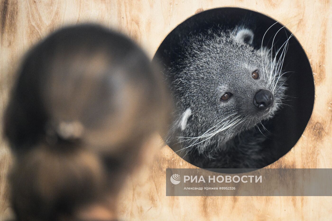 В Новосибирском зоопарке родились бинтуронги