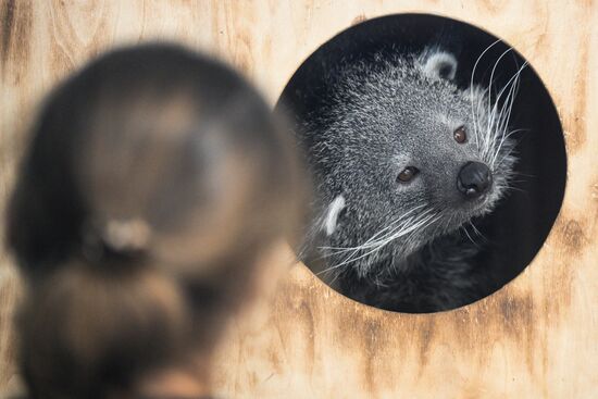 В Новосибирском зоопарке родились бинтуронги