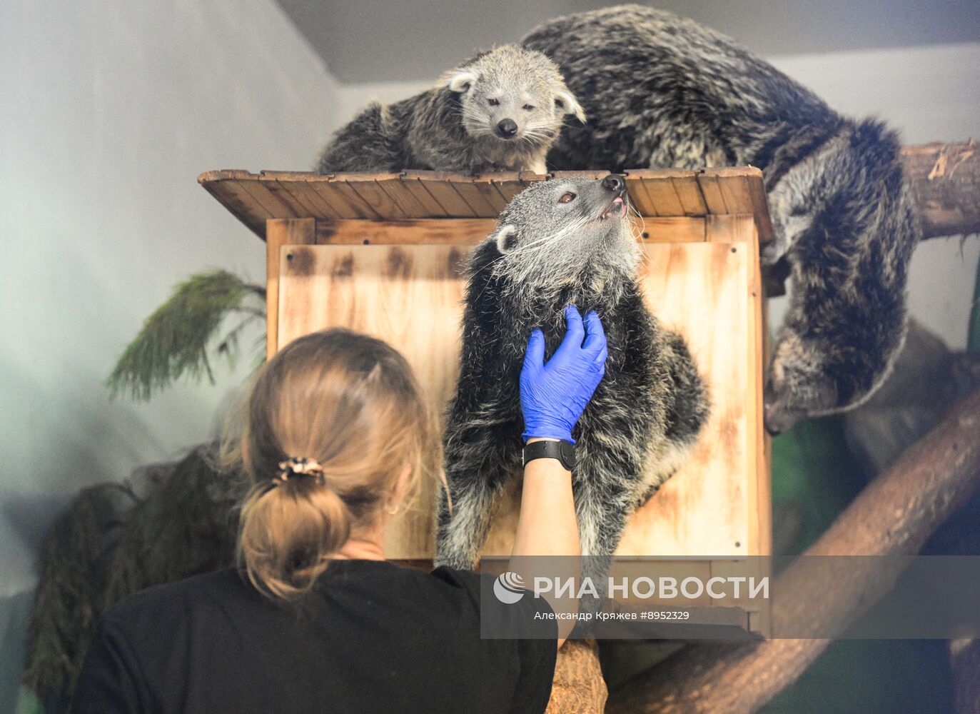 В Новосибирском зоопарке родились бинтуронги